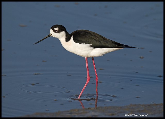 _2SB7201 black-necked stilt.jpg